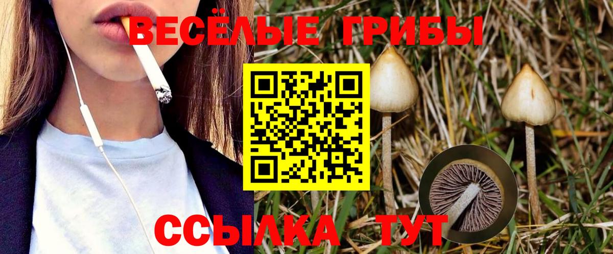 Галлюциногенные грибы Psilocybine cubensis  Вход с VPN  Пенза  Псилоцибиновые грибы мухоморы 